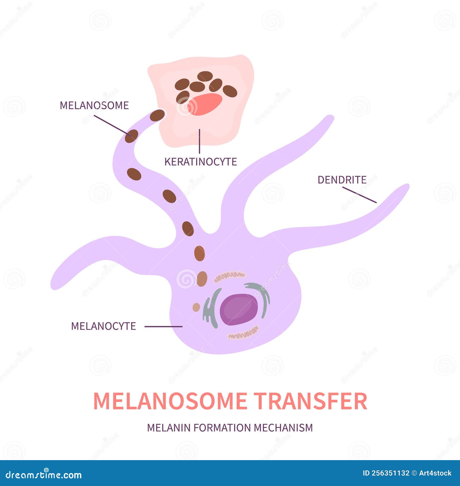 Skin Pigmentation And Melanosome Transfer Diagram Vector Illustration