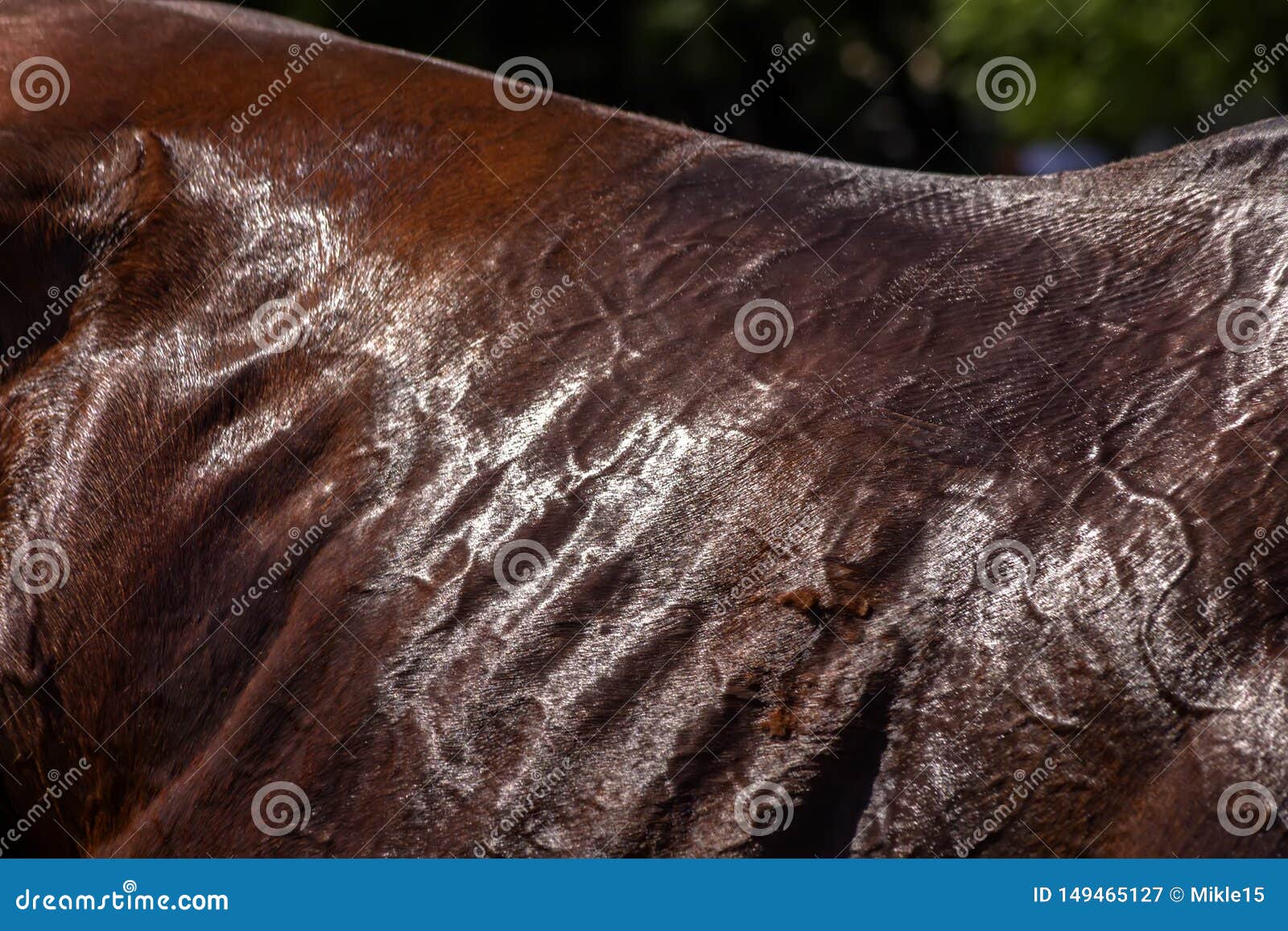 Skin of purebred horse stock image. Image of brown, horse 149465127