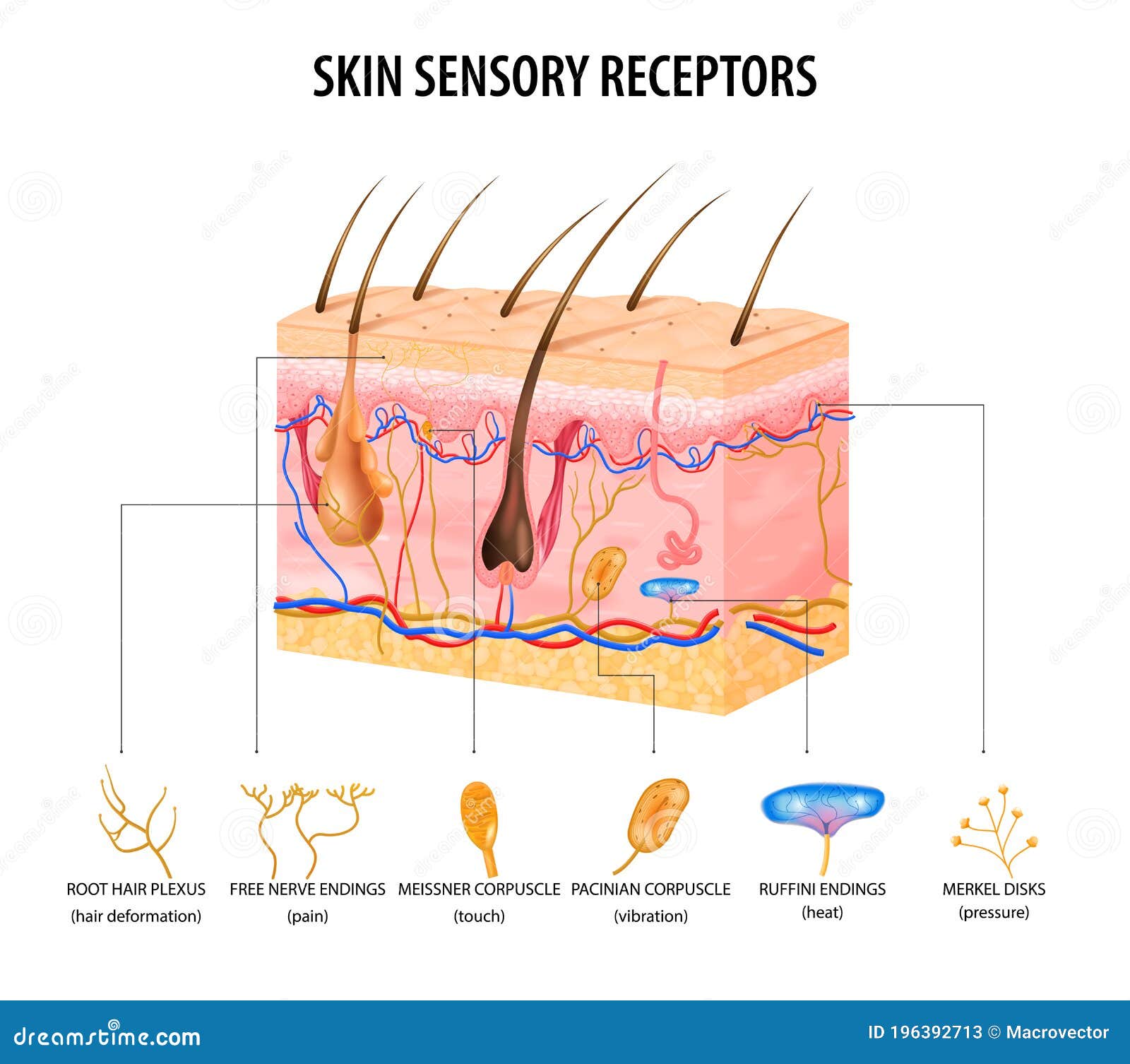sensory receptors concept