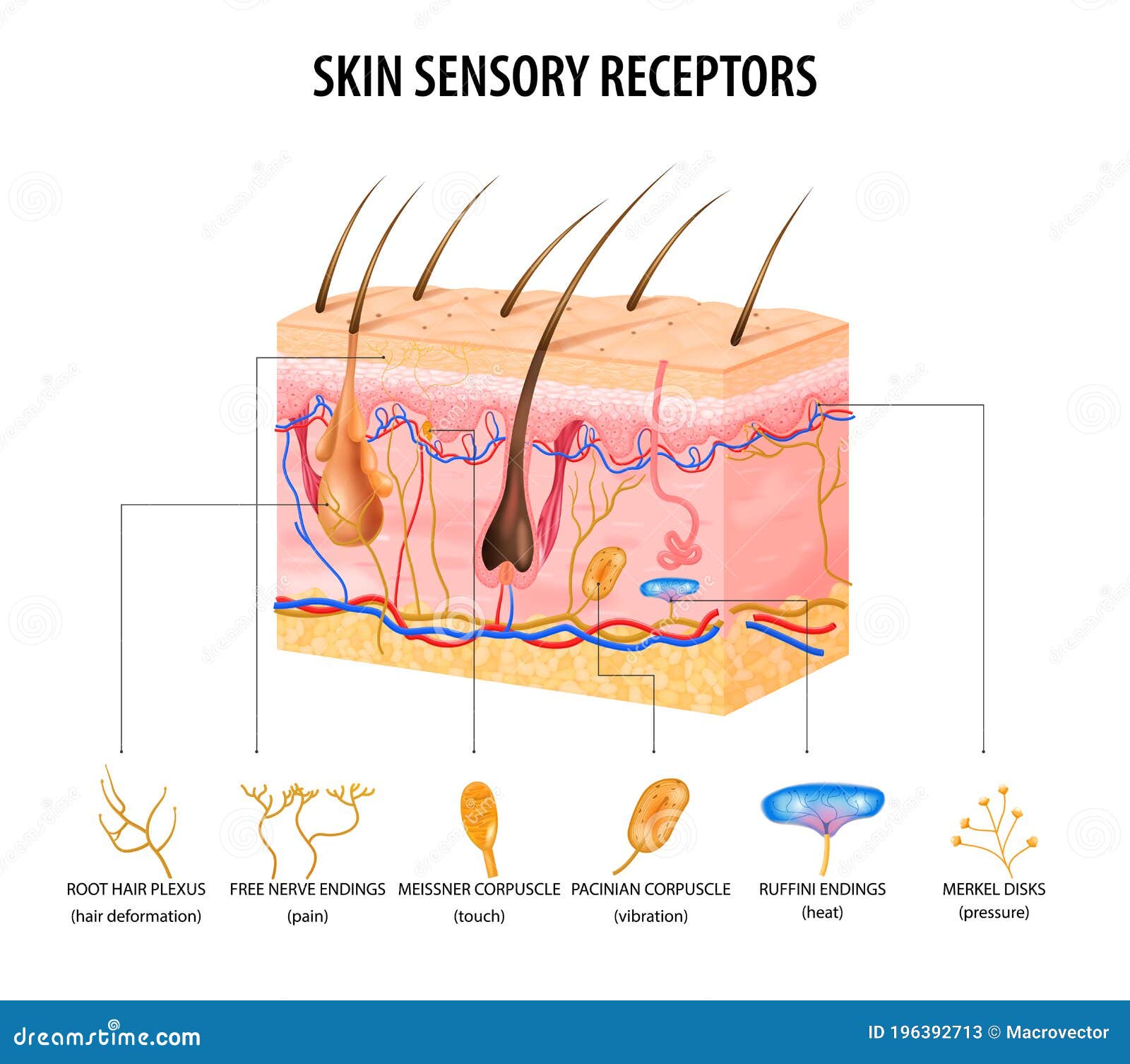Sensory Receptors Stock Illustrations 143 Sensory Receptors Stock Illustrations Vectors Clipart Dreamstime Sensory Receptors Stock Illustrations 143 Sensory Receptors Stock Illustrations Vectors Clipart Dreamstime