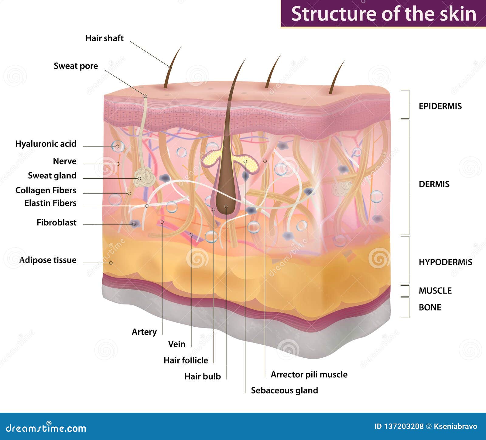 skin structure, medicine, full description,  