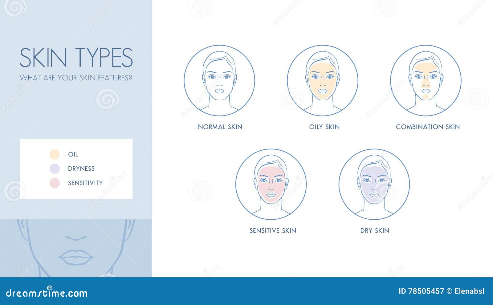 Skin types stock vector. Illustration of sensitive, cosmetics 78505457