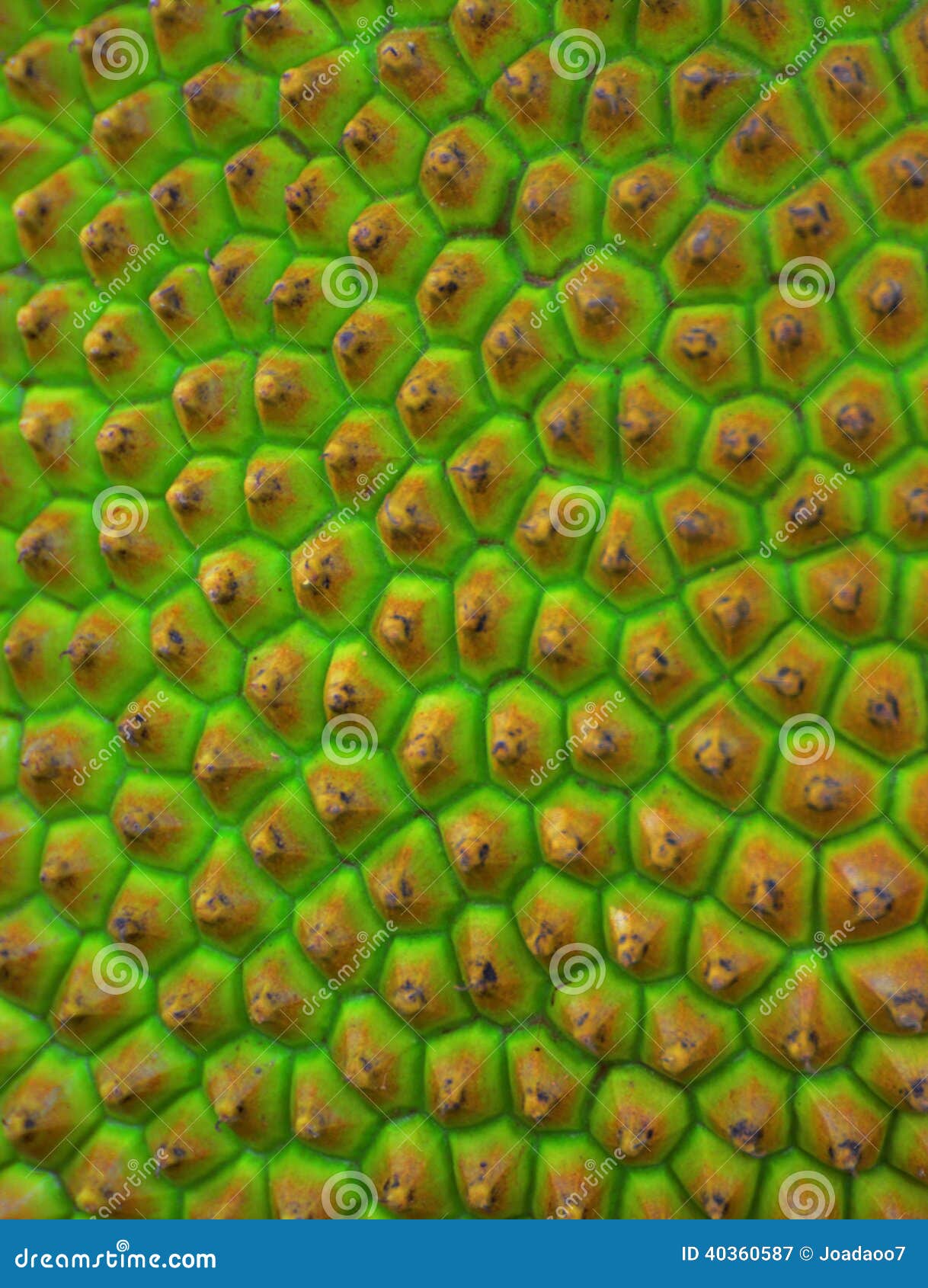 Skin of young jackfruit stock image. Image of life, protec 40360587