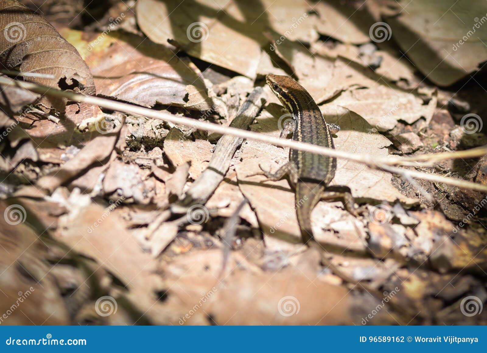 Skink Disguise Stock Photo Image Of Fauna Flowers Cold 96589162