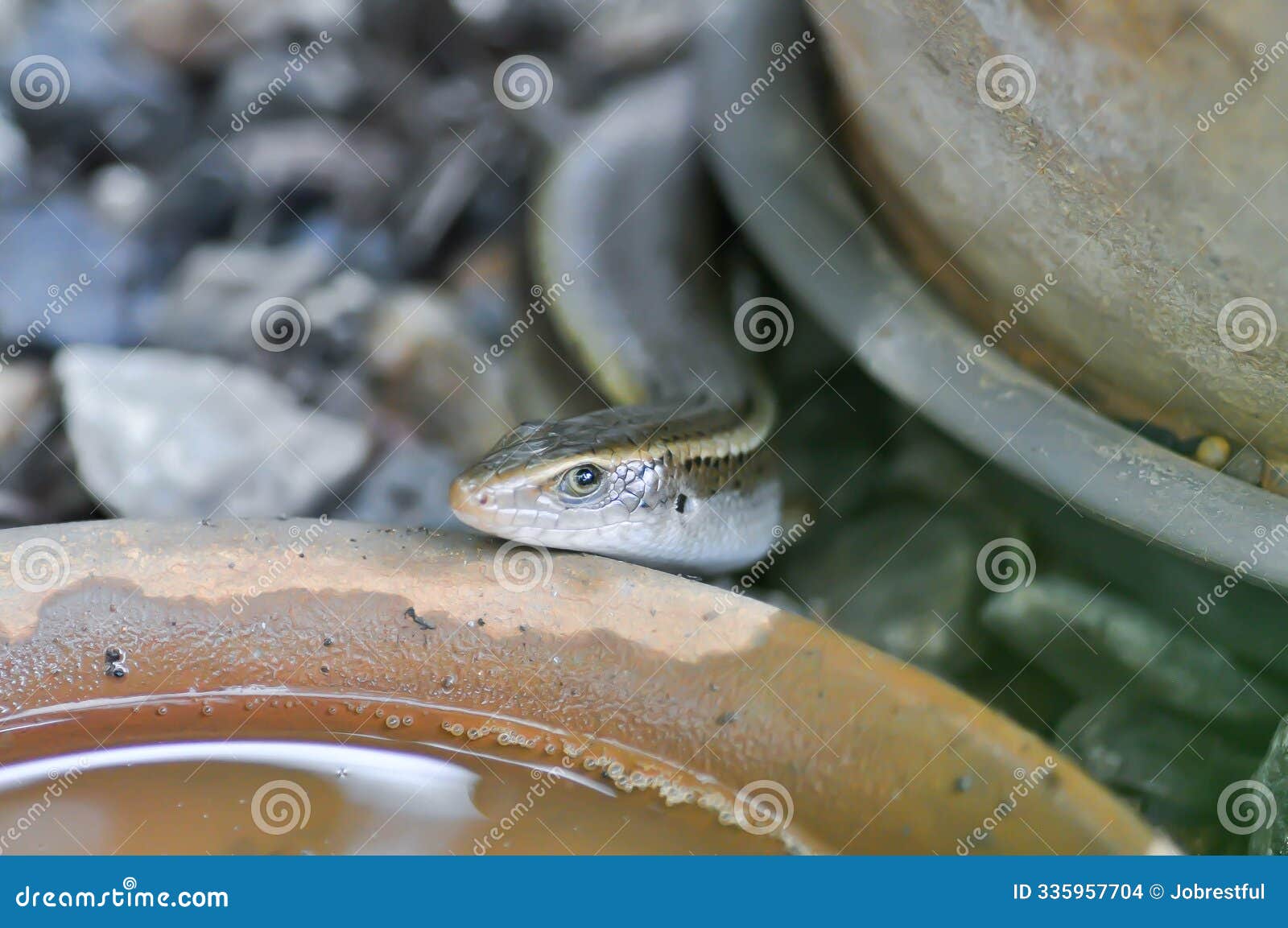 skink, scincidae or squamata or eutropis multifasciata or reptile or lizard or scincoid lizard