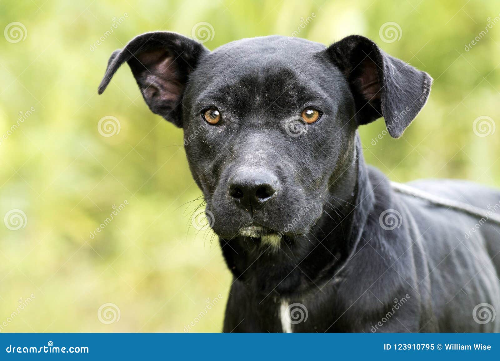 Skinny Black Lab Pitbull Mix Breed Dog Adoption Photograph Stock Image -  Image Of Adoption, Mange: 123910795