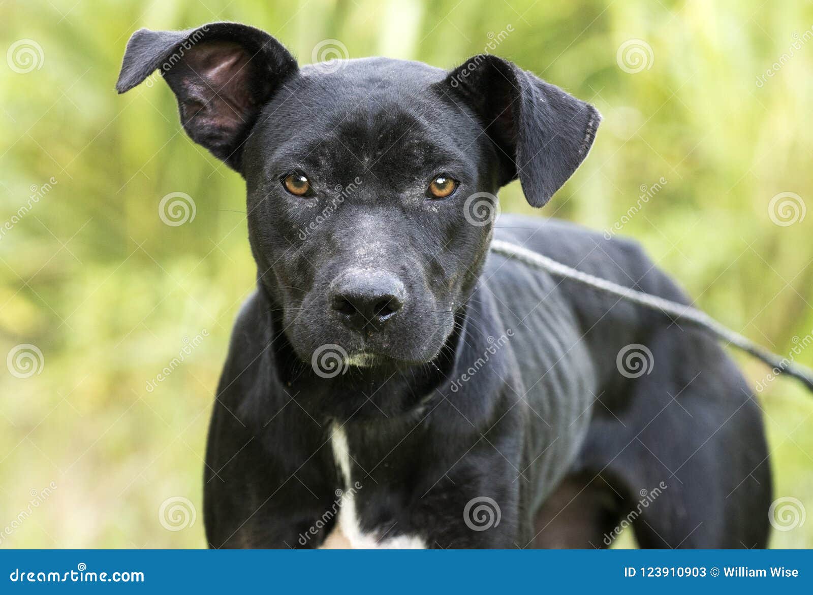 newfoundland pit mix