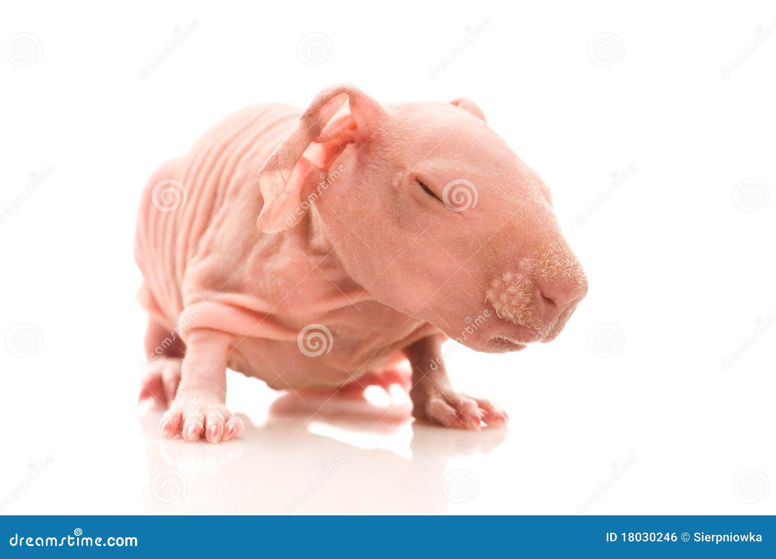 Skinny guinea pig stock photo. Image of scared, cavia 18030246