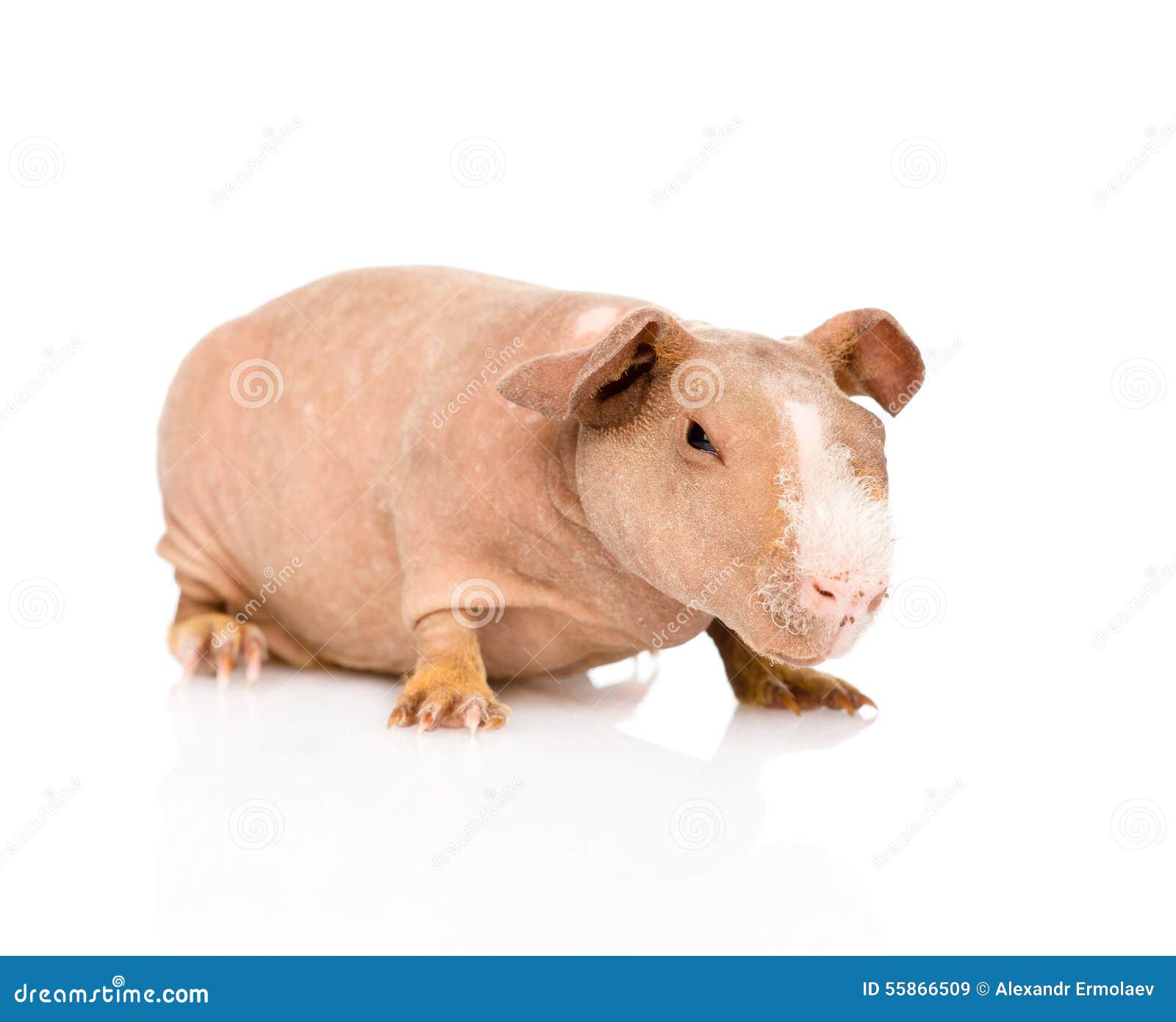 Skinny Guinea Pig Lying In Front. Isolated On White Background Stock