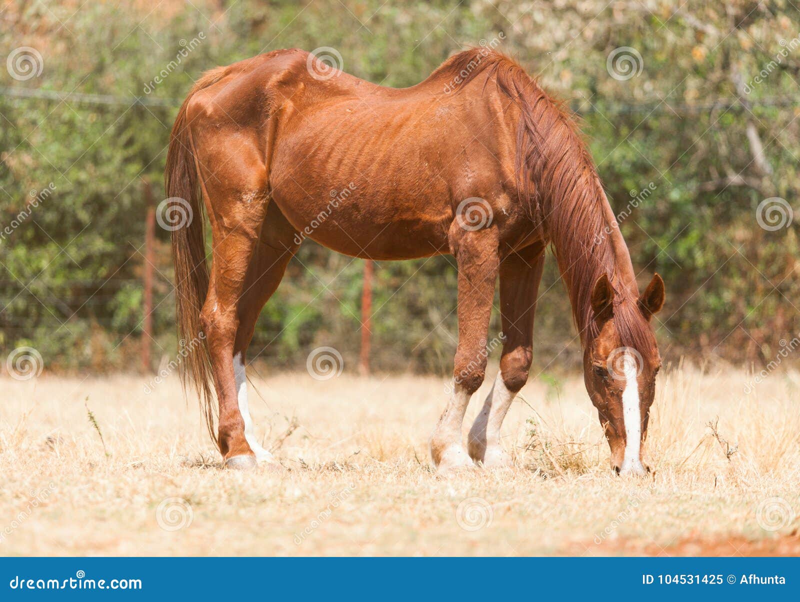 The skinny horse stock image. Image of veterinary, grass 104531425
