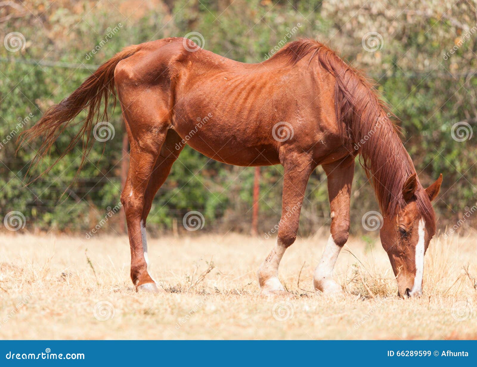 Skinny Horse Stock Photography 41136158