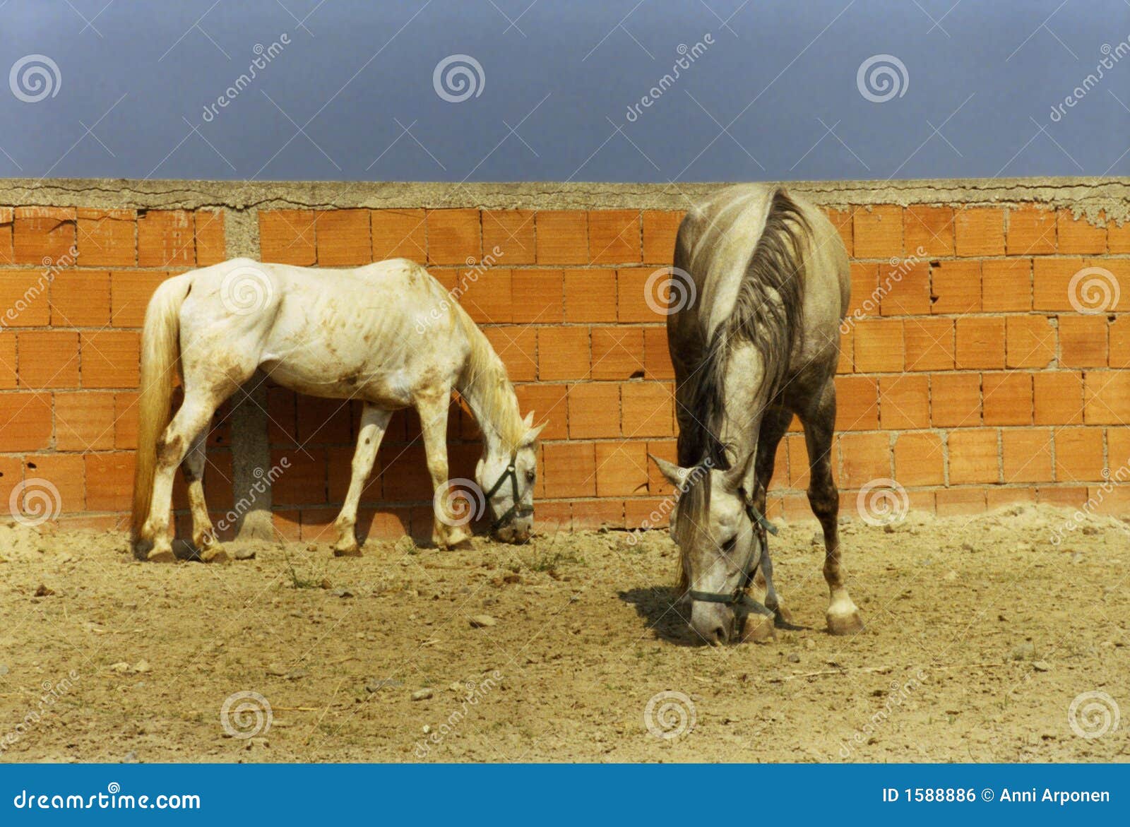 Skinny horses stock photo. Image of equestrian, agriculture 1588886