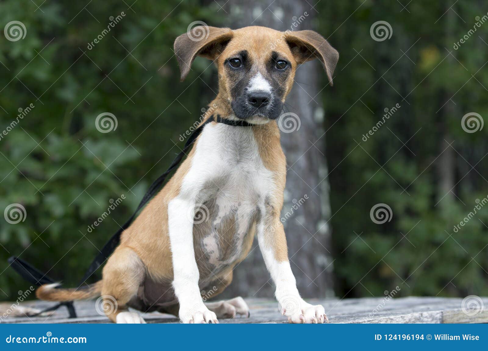 Skinny Shepherd Boxer Mix Puppy Dog Sitting Stock Photo Image Of