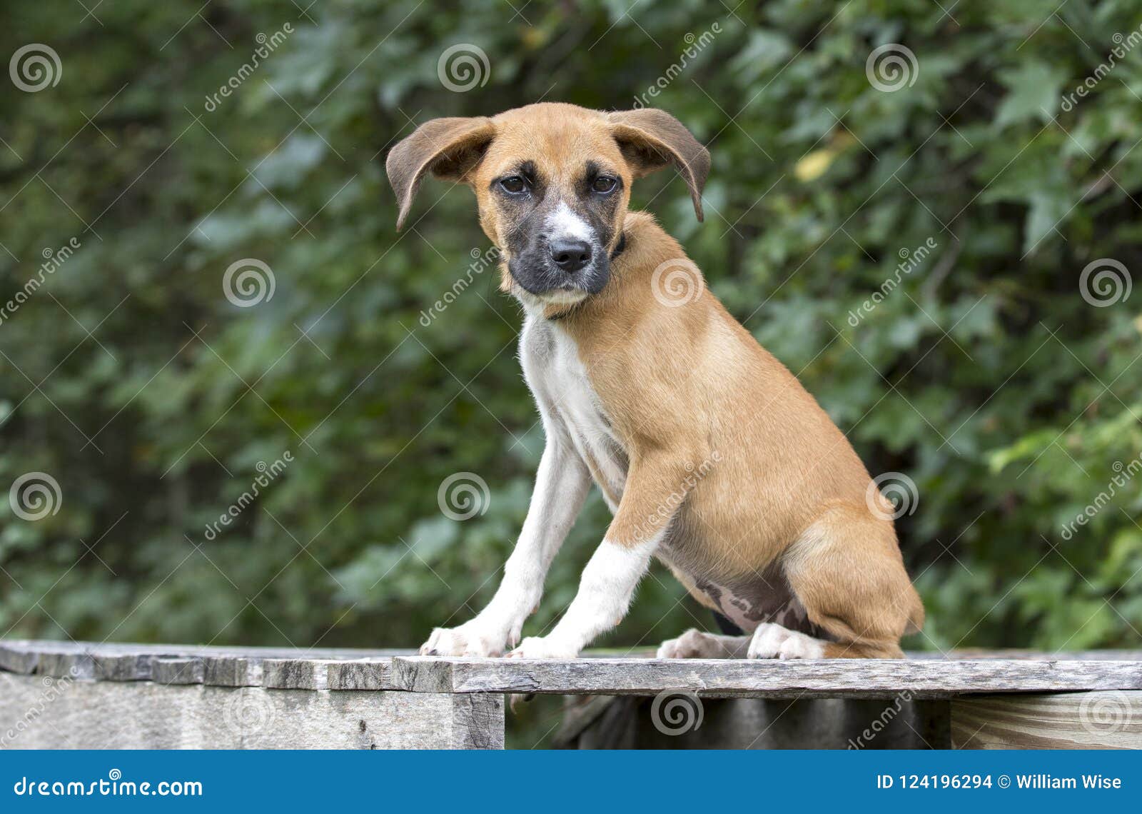 boxer shepherd mix puppy