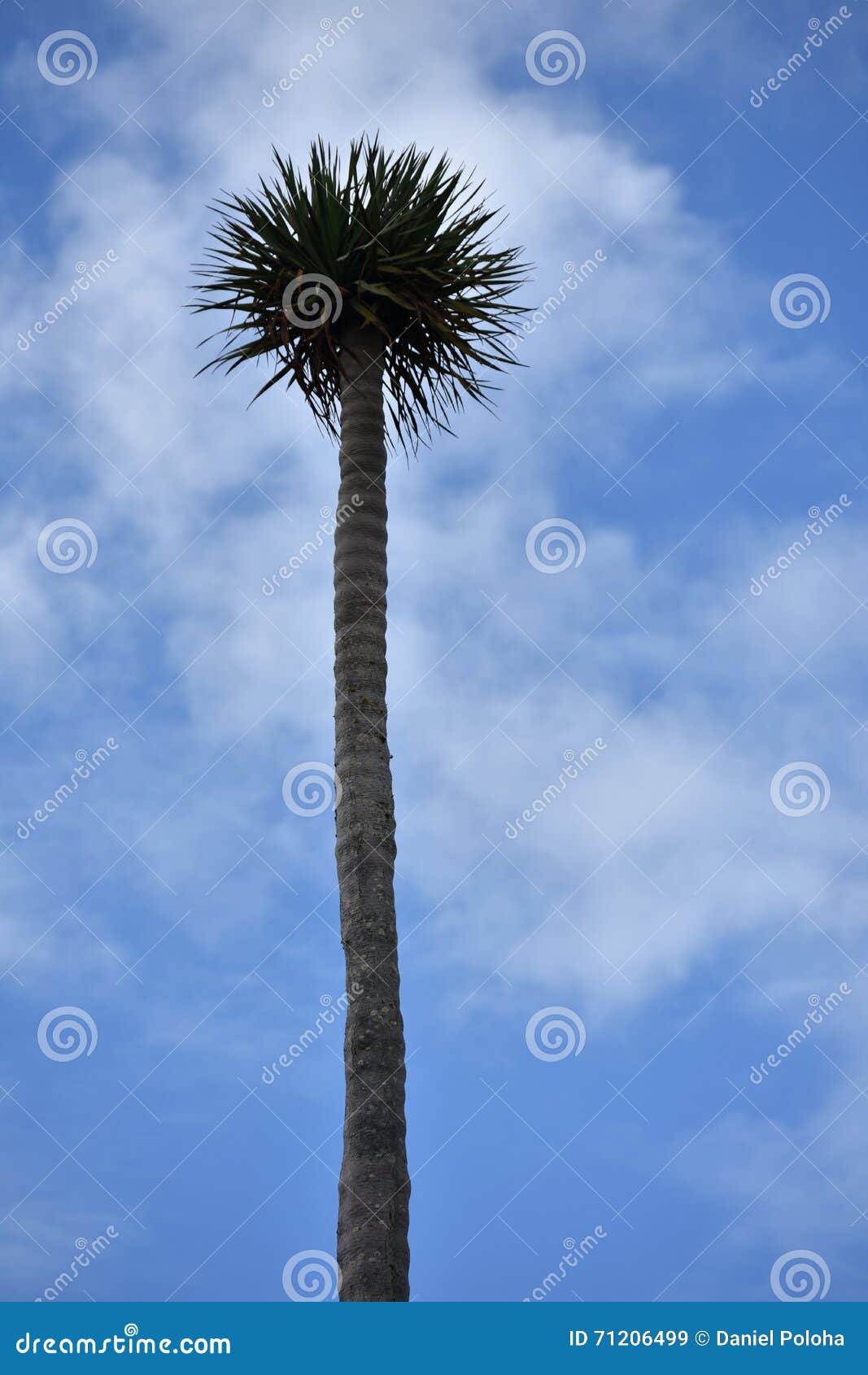 Skinny Tall Palm Tree RoyaltyFree Stock Photography CartoonDealer