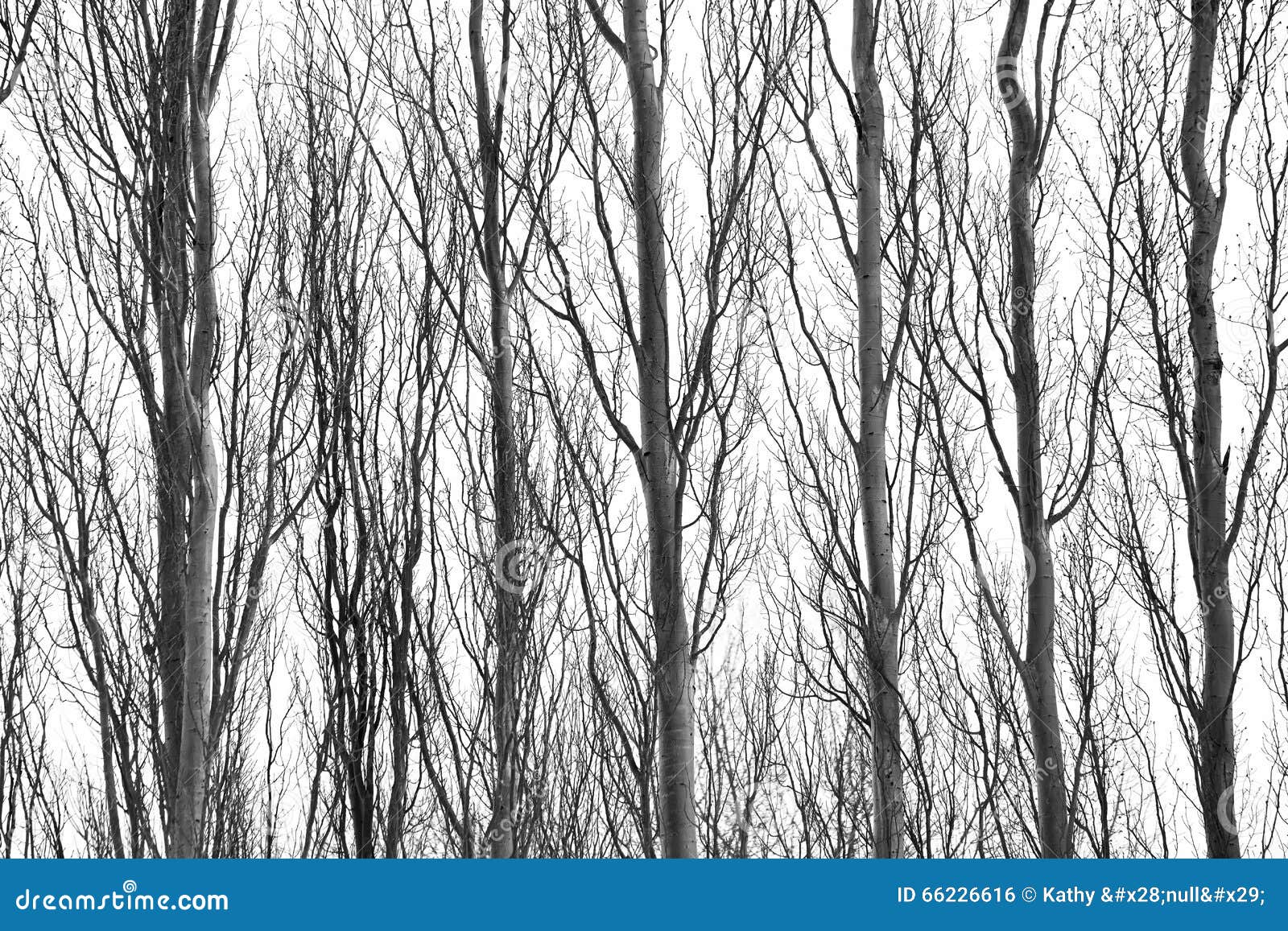 Skinny tree trunks stock photo. Image of branches, black 66226616