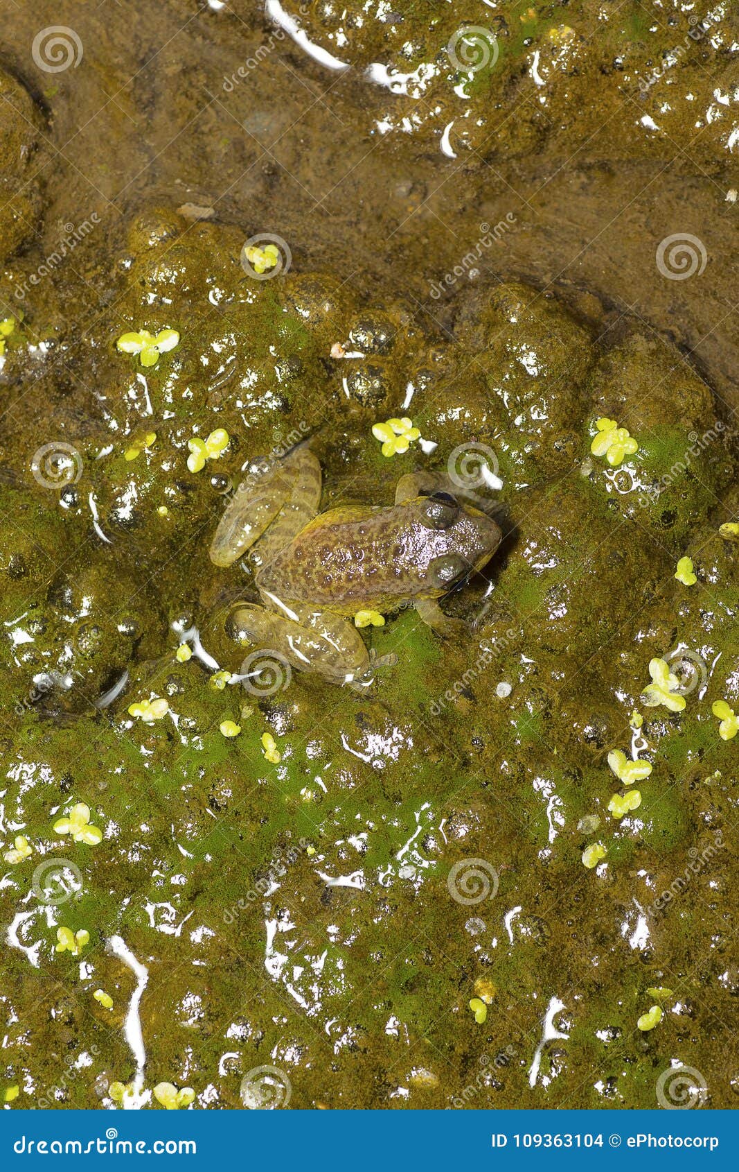 skittering frog euphlyctis cyanophlyctis, sukhai, ngaland