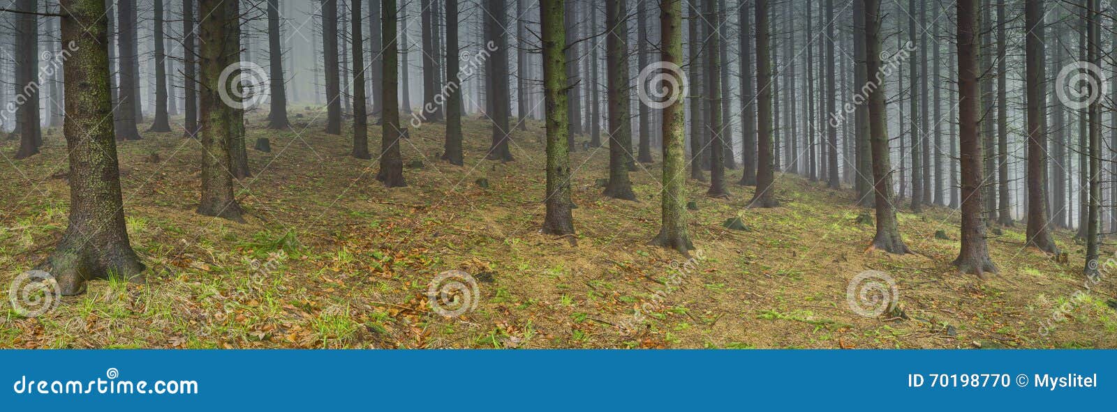 Skog för panoramavårgran. Prydlig skog för panoramavår med mist i bakgrunden