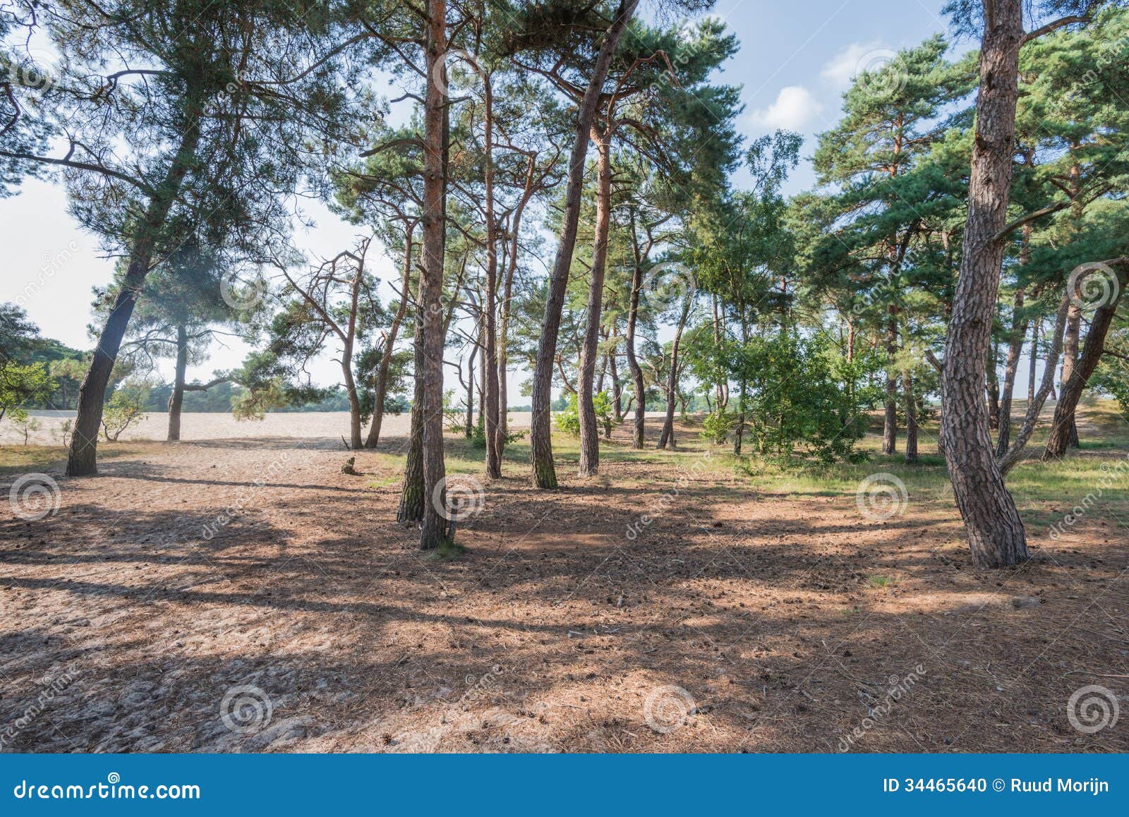 Skogen av Scots sörjer träd i sommartid. Trä med Scots sörjer eller Pinussylvestristräd i förgrunden och en karg sandig slätt i bakgrunden.