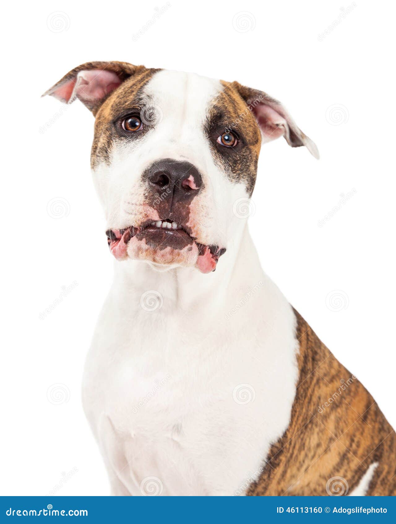 Skott för amerikanska Staffordshire Terrier hundhuvud. Head skottet av en amerikanska Staffordshire Terrier hund som ser in i kameran