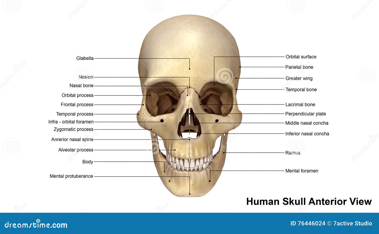 Skull Anterior view stock illustration. Illustration of skull - 76446024