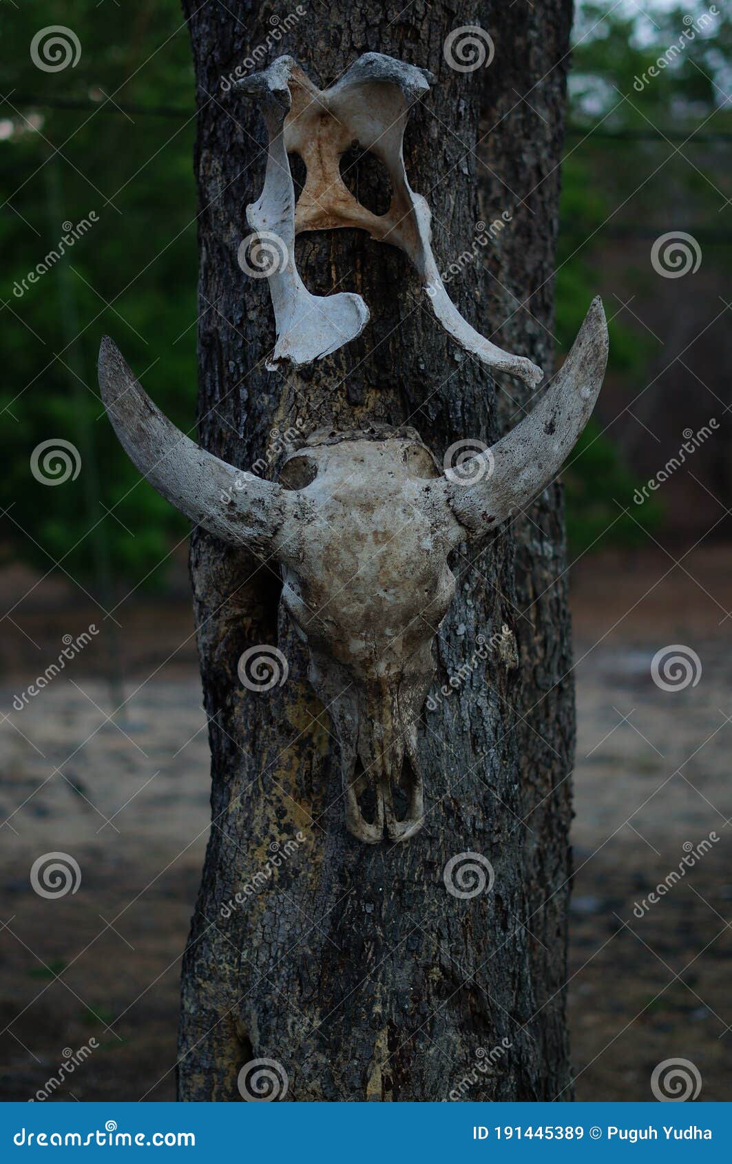 The Skull Depends on the Tree Stock Image - Image of green, animal: 191445389 The Skull Depends on the Tree Stock Image - Image of green, animal: 191445389