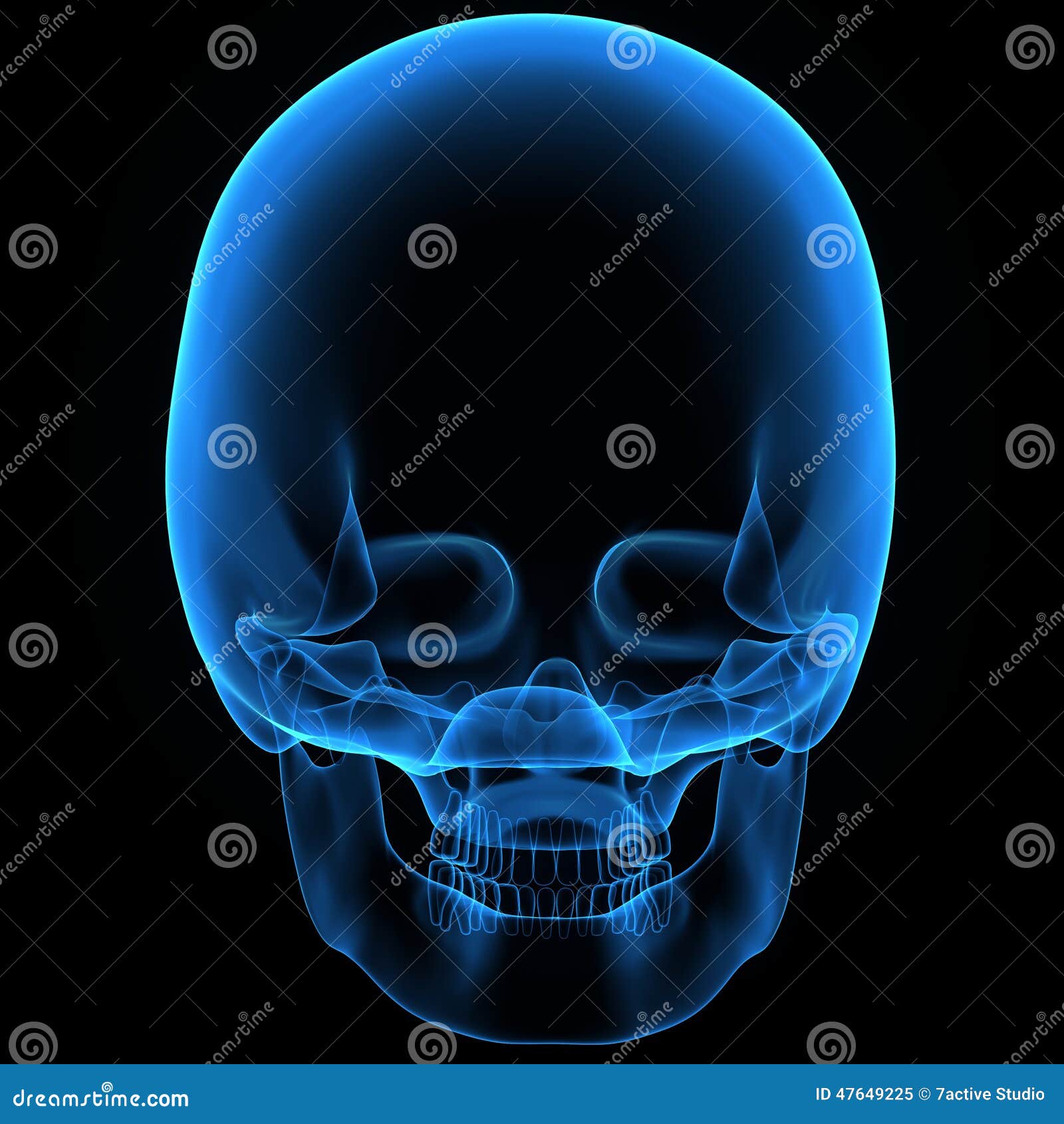 Skull stock illustration. Image of ethmoid, bone, physiology - 47649225