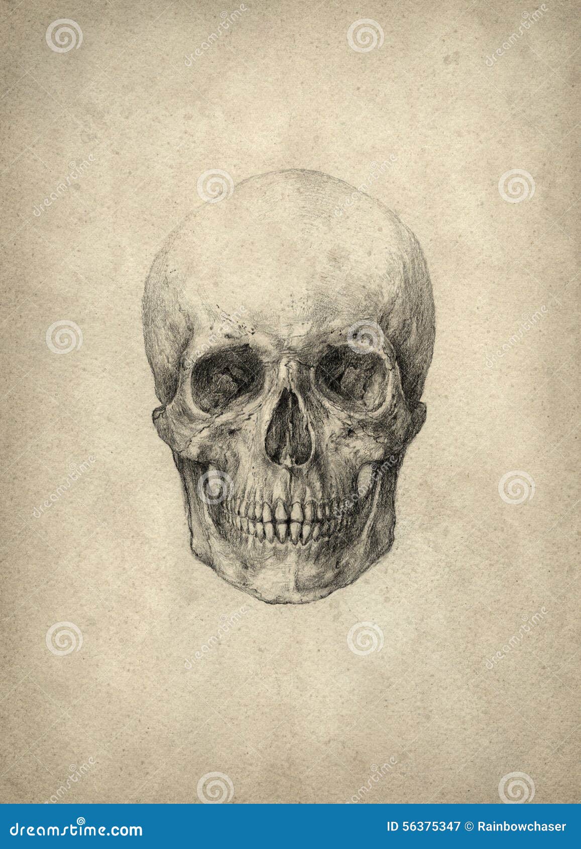 Skull Drawing Stock Illustrations – 50,242 Skull Drawing Stock