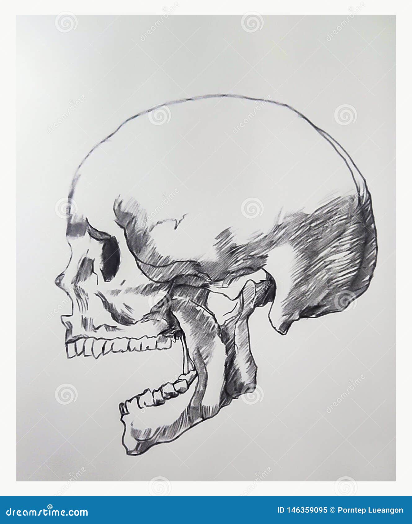 Skeleton Skull Bone Drawing Head  Skeleton Drawing Head PNG Image   Transparent PNG Free Download on SeekPNG