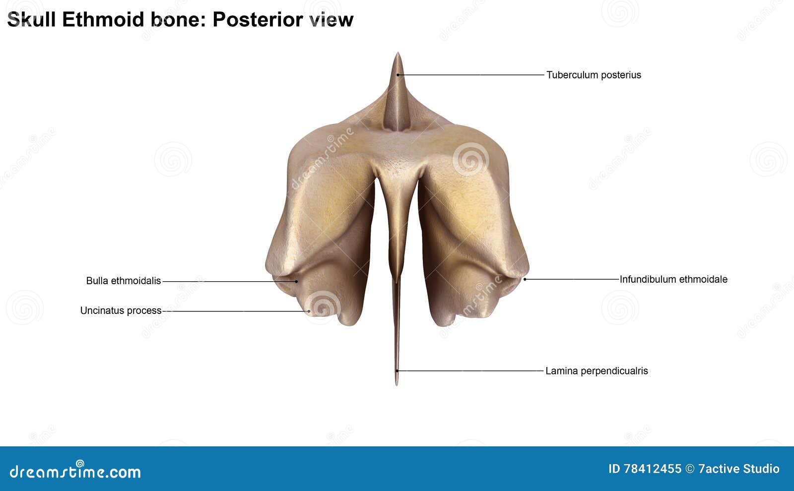 Skull Ethmoid Bone stock illustration. Illustration of knee - 78412455