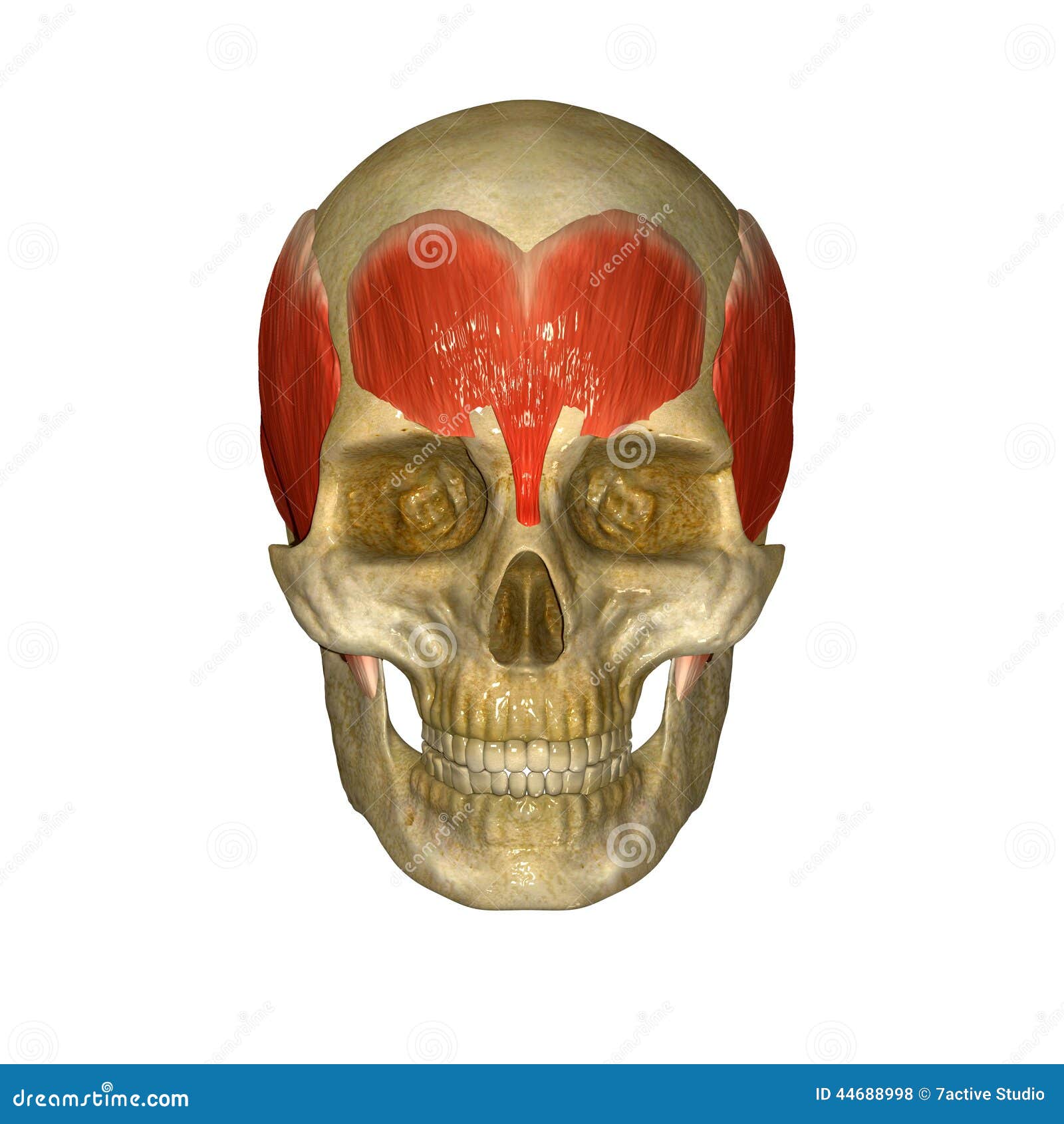 skull with frontalis muscles forehead stock illustration