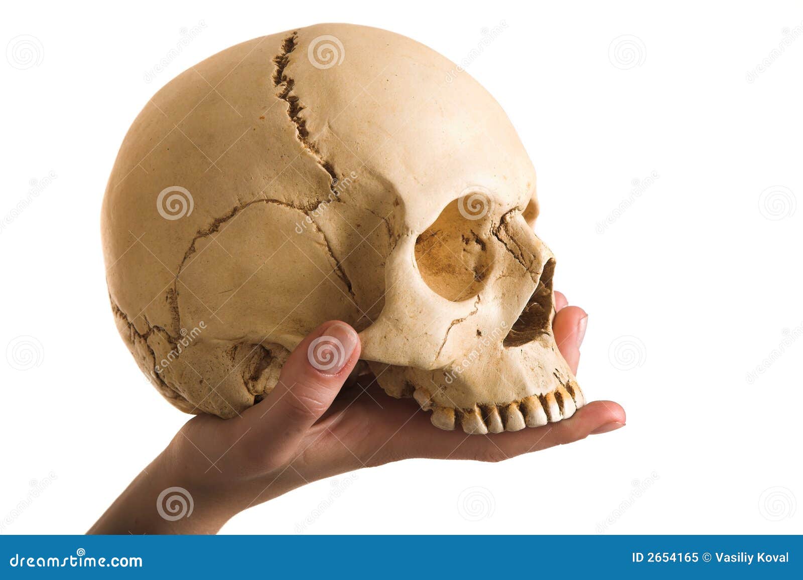 Skull on the hand stock image. Image of human, hairless ...