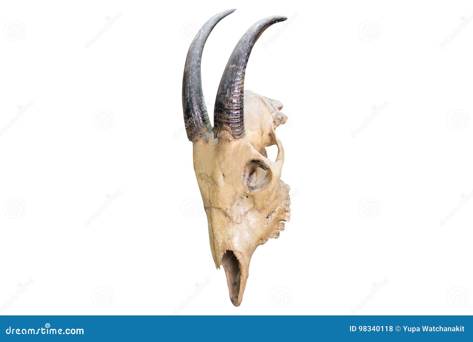 Skull of a horned animal stock photo. Image of devil 98340118