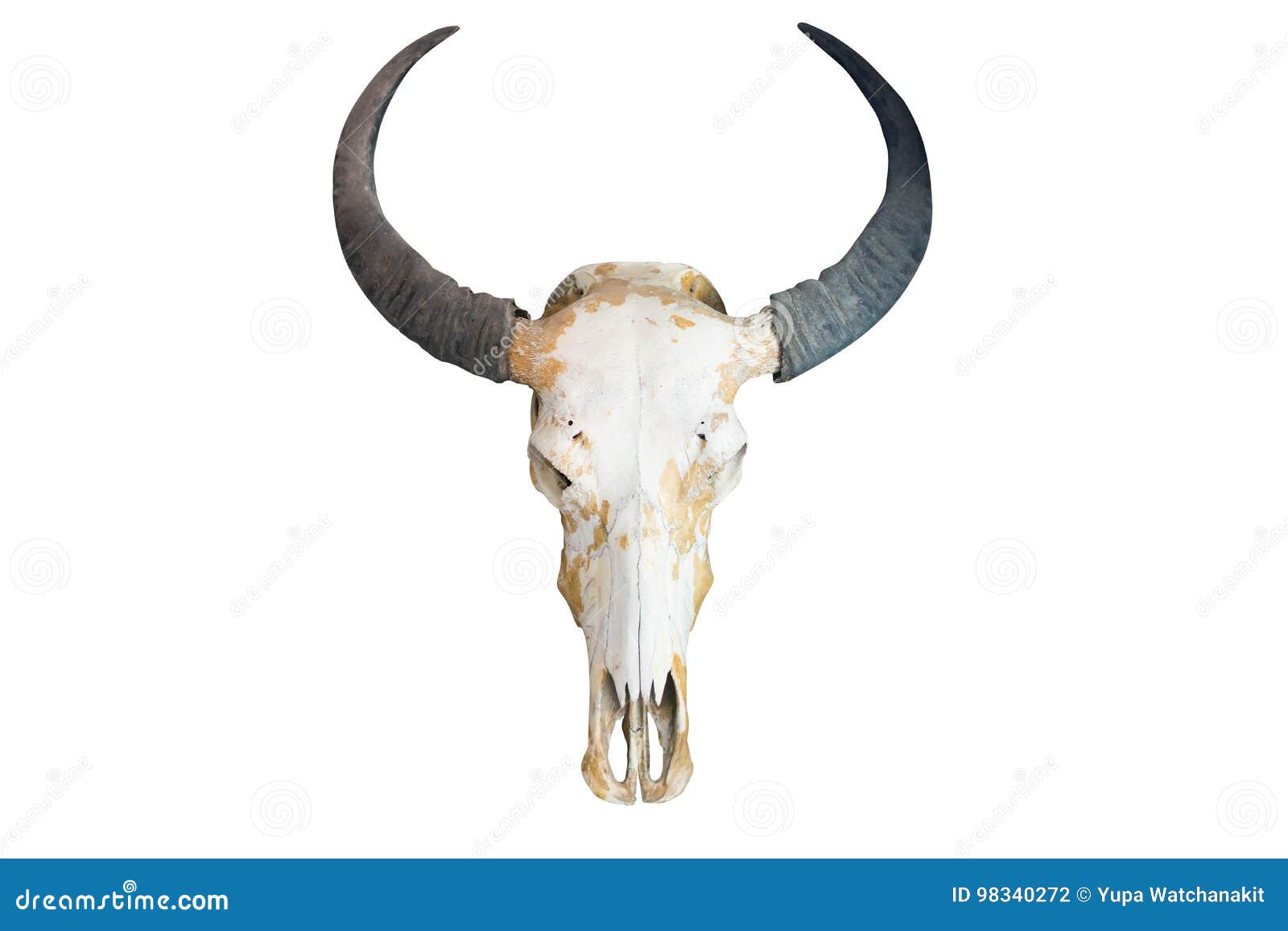 Skull of a horned animal stock photo. Image of style 98340272