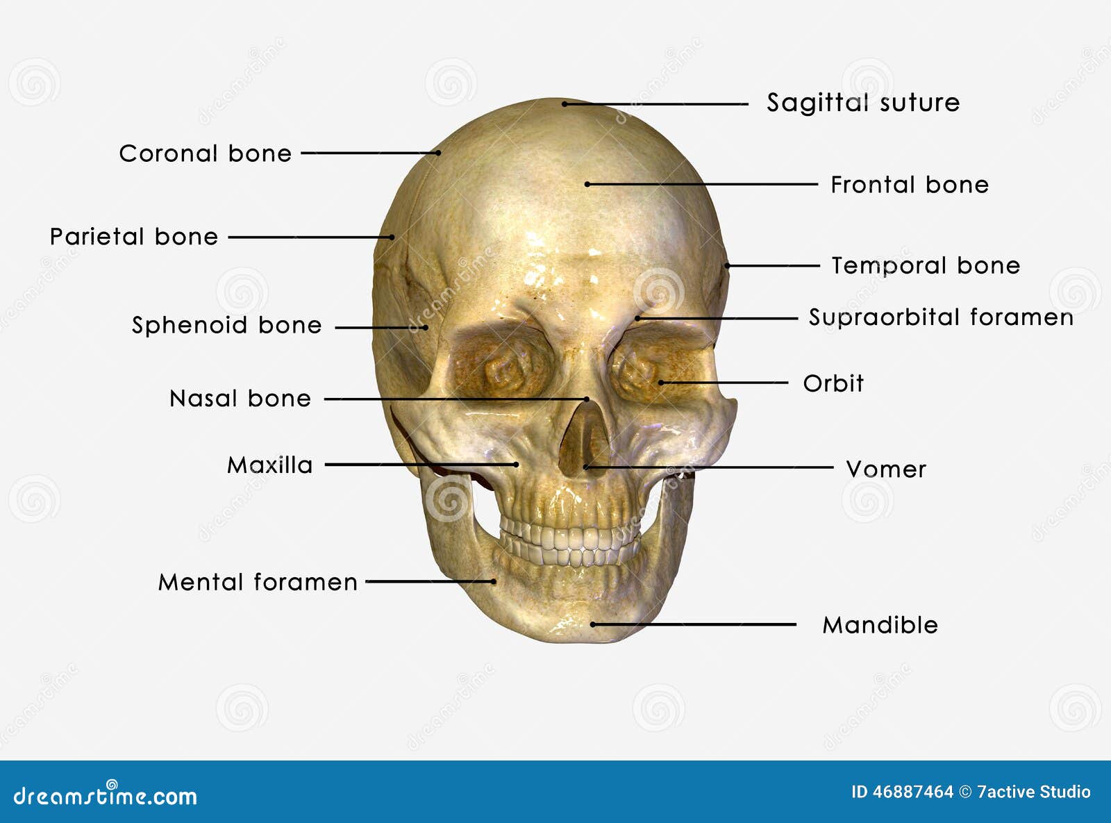 Skull Stock Photo - Image: 46887464