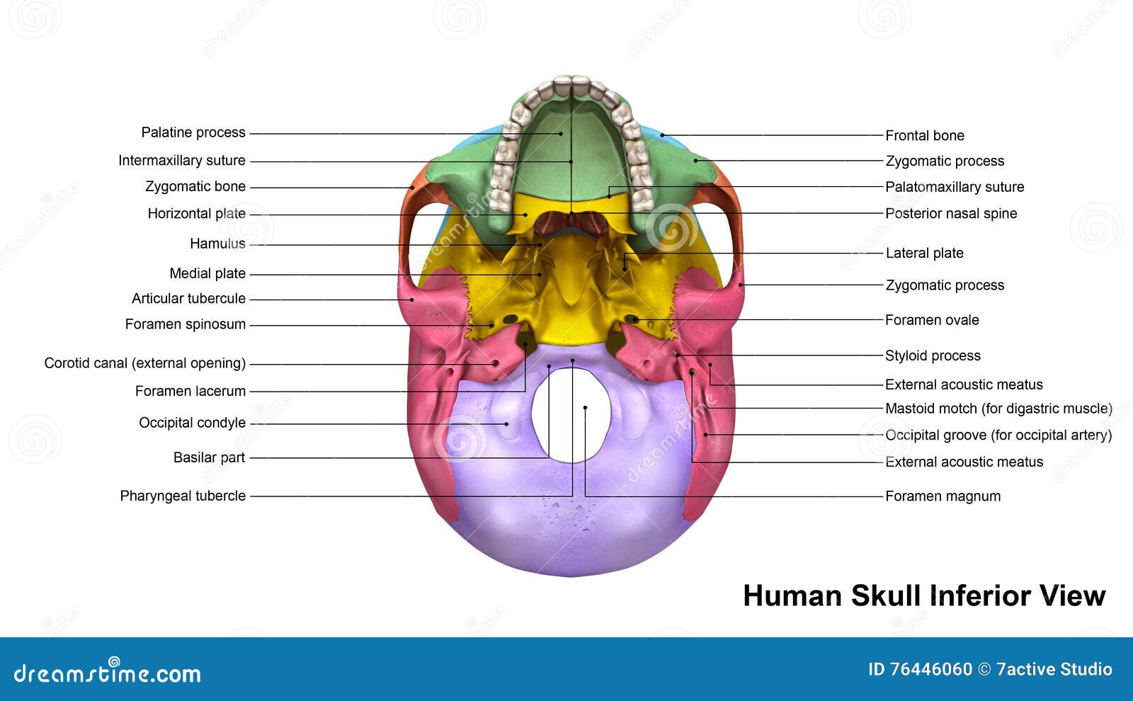 Skull Inferior View Stock Illustration Illustration Of Head