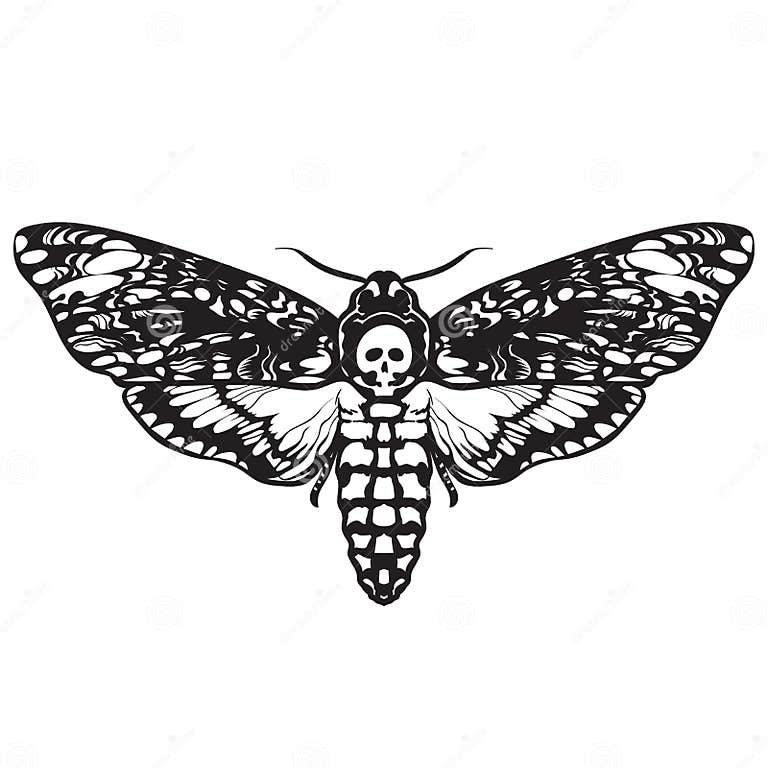 Skull Moth Butterfly. Death Head Hawk Moth Stock Vector - Illustration ...