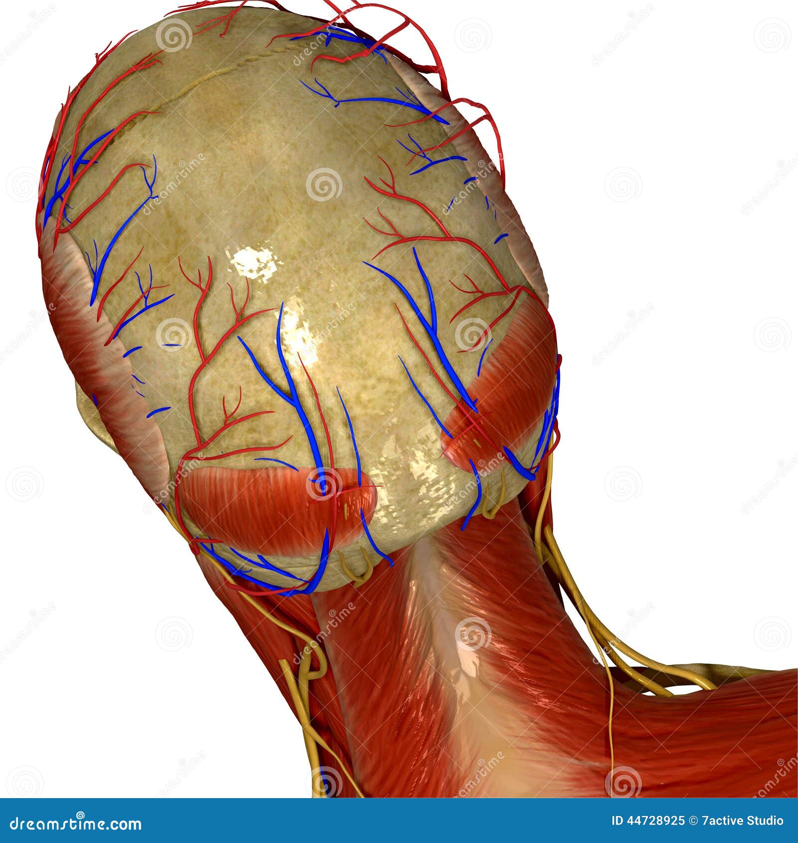 Skull With Muscles And Nerves Back View Stock Illustration - Image