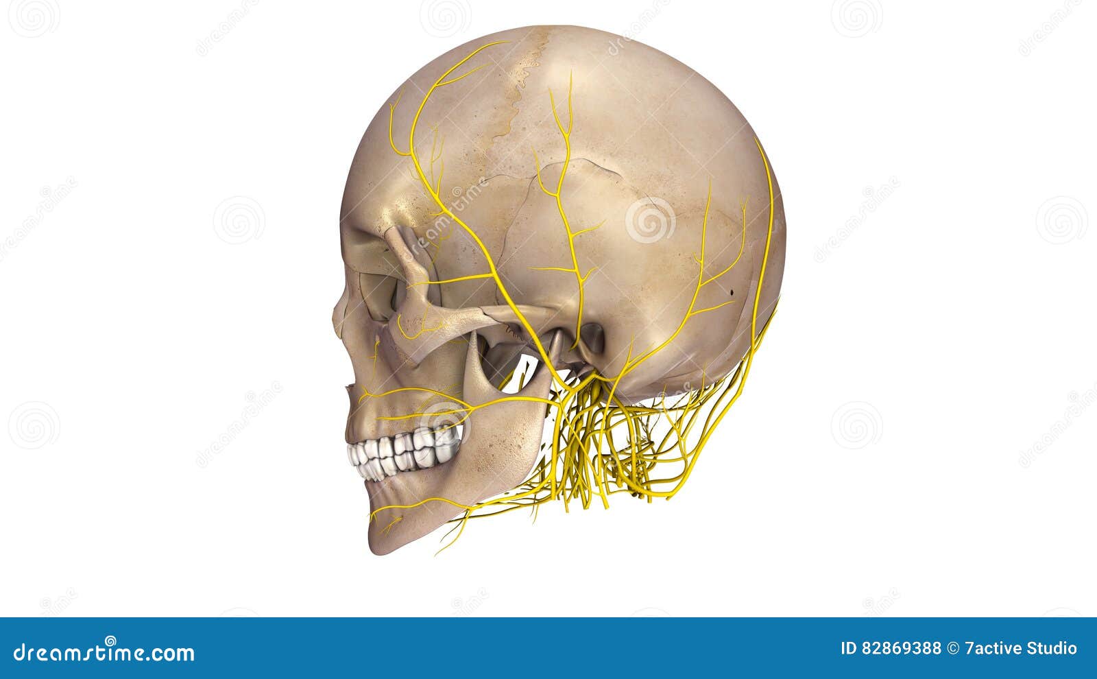 Skull With Nerves Lateral View Stock Illustration - Illustration of