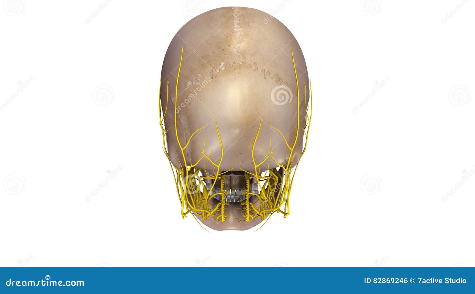 Skull With Nerves Posterior View Stock Illustration - Illustration of