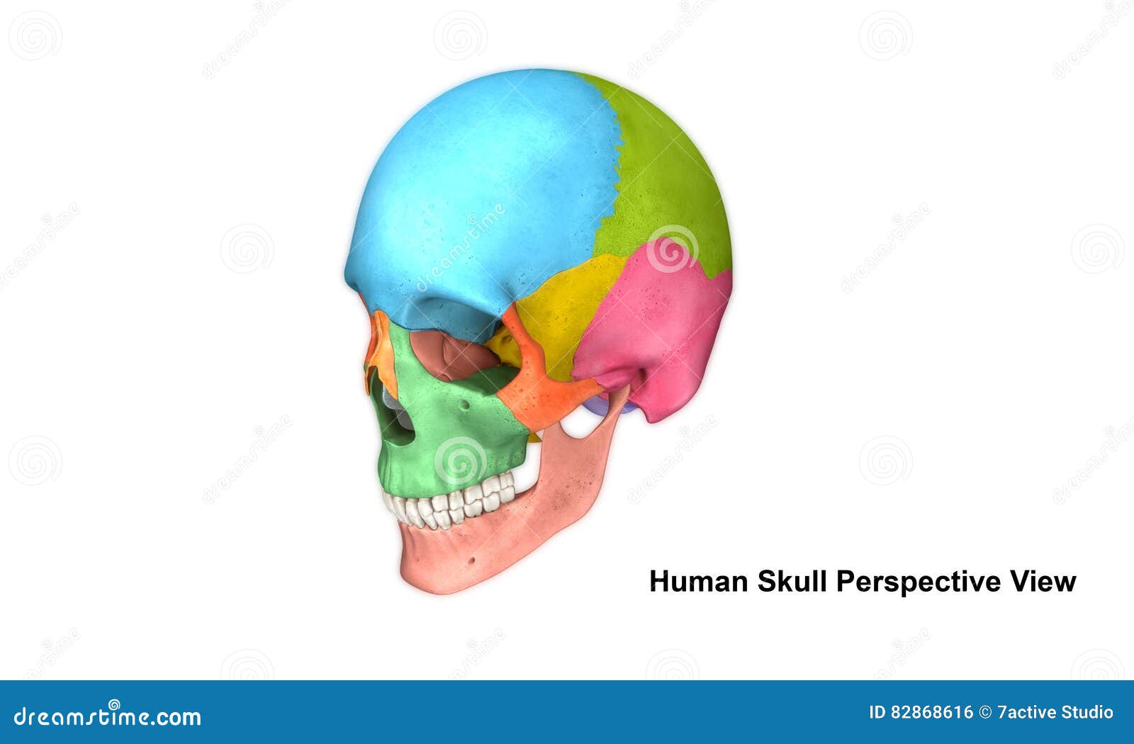 Skull Perspective View Stock Illustration Illustration Of Occipital