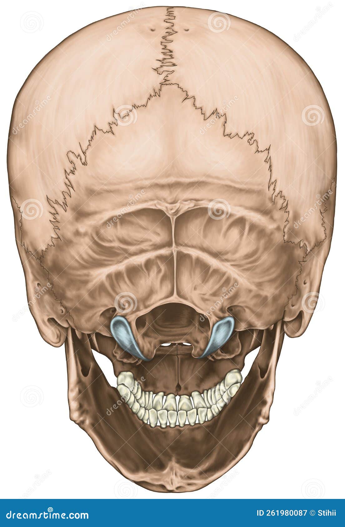 Bones Cranium Skull Anatomical Construction Bones Human Head