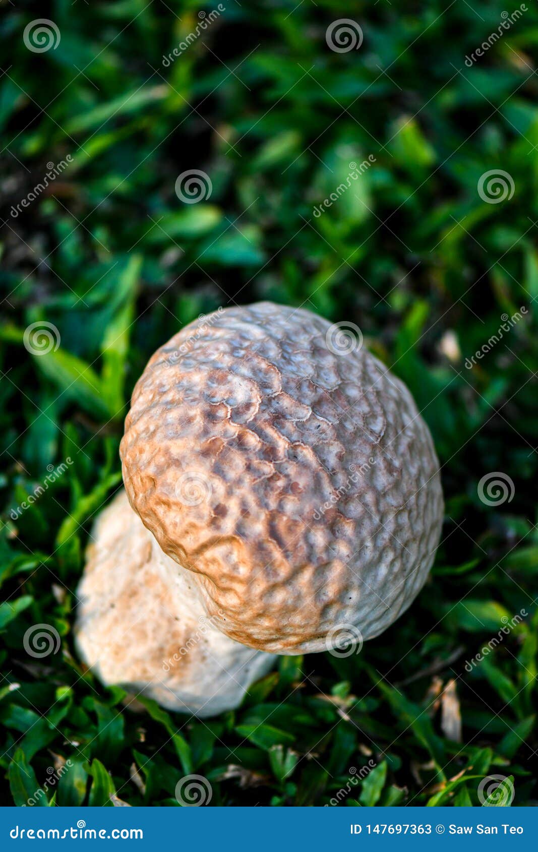Brain Puffball Is A Species Of Mushroom Stock Image Image Of