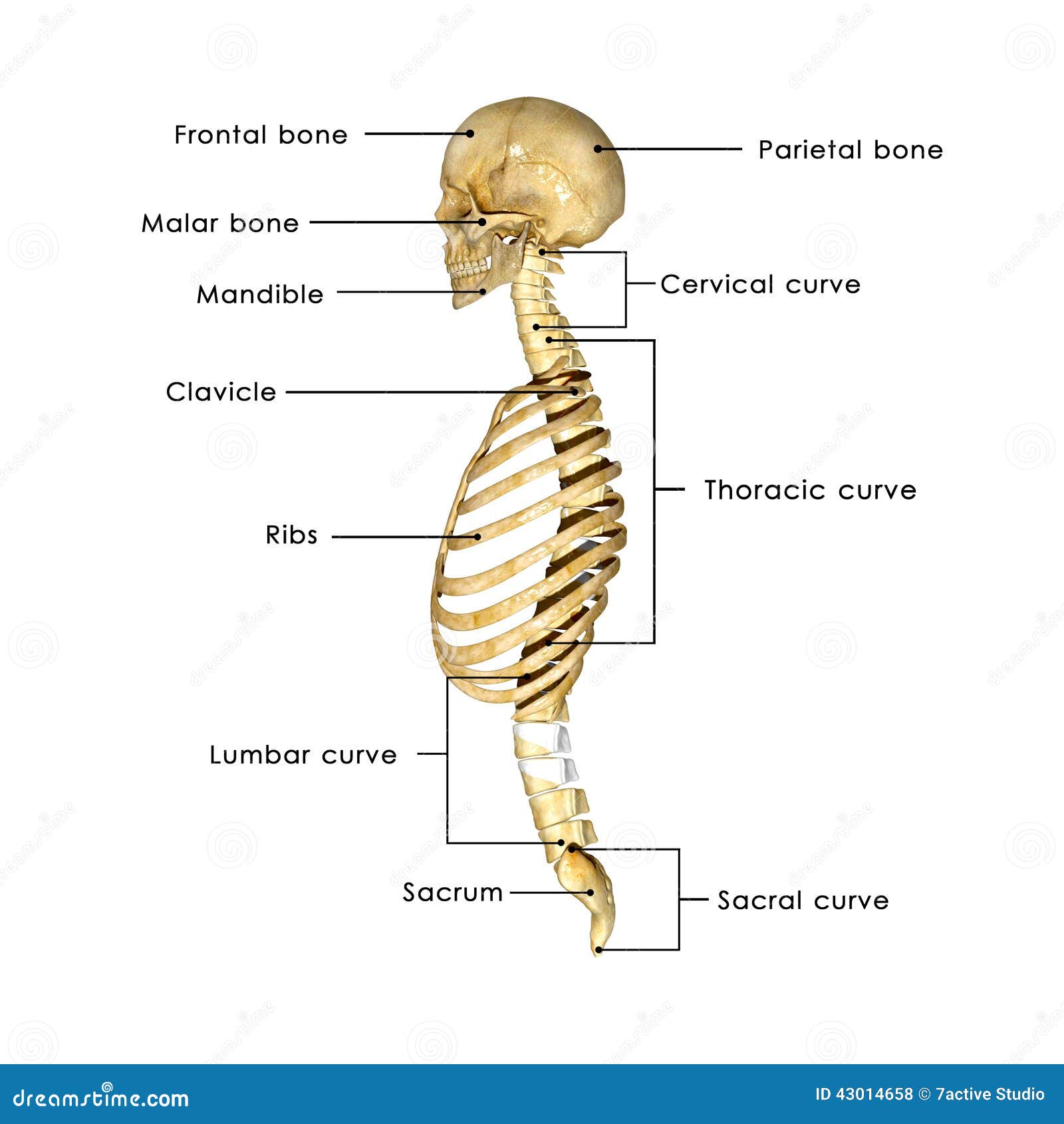 vertebral column and ribs