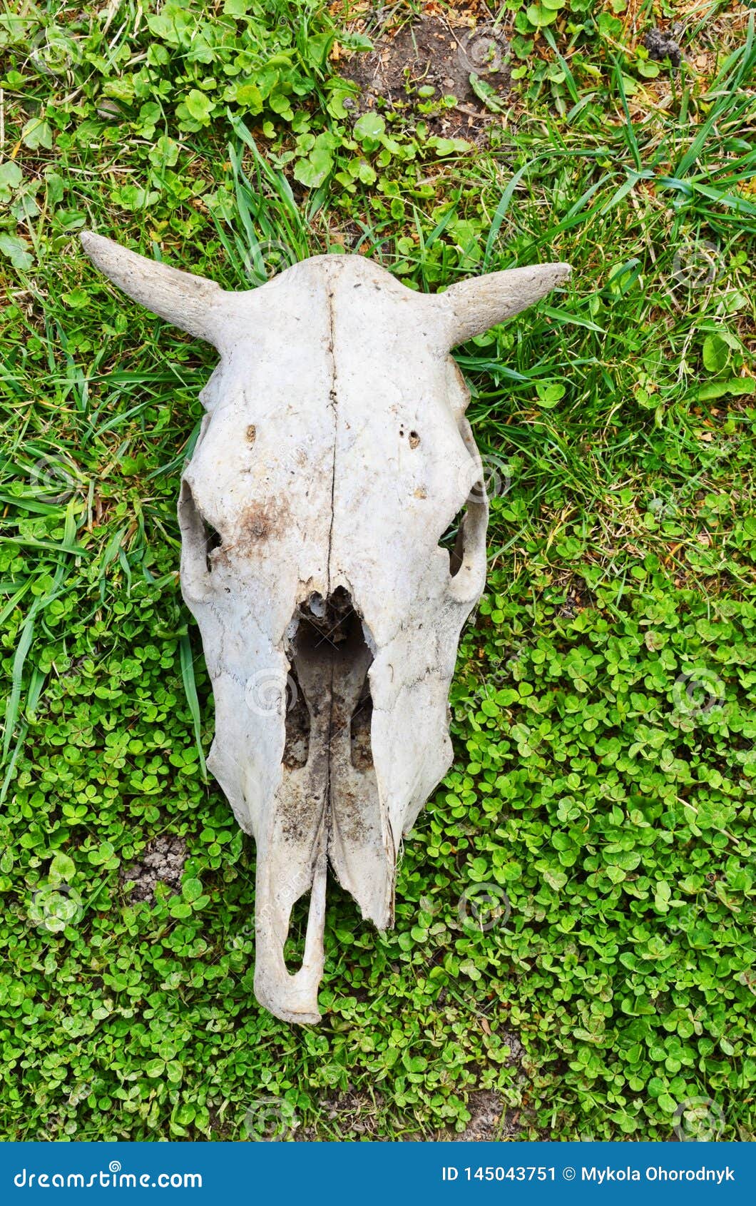 Skull and Skeleton of a Cow of an Animal Stock Image - Image of horror,  fatality: 145043751