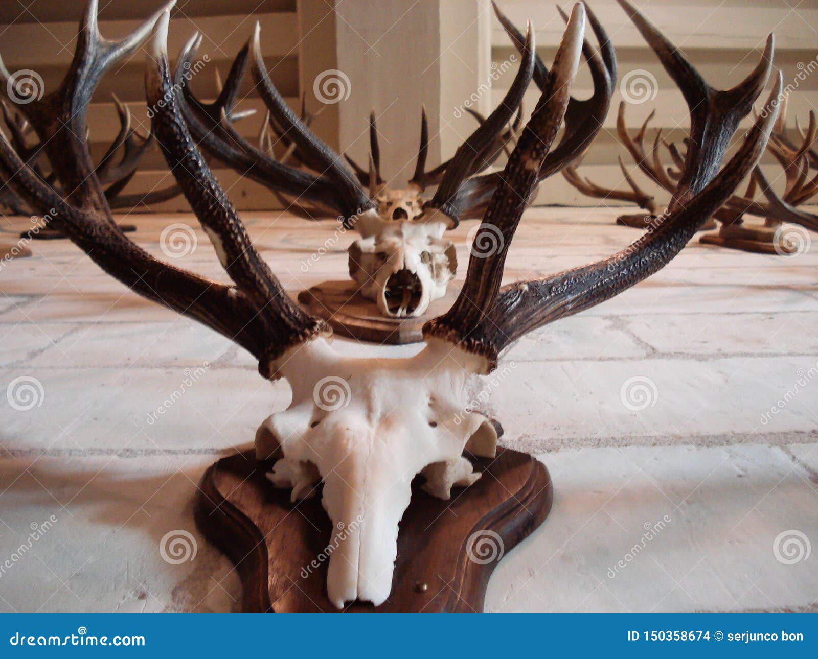 Skulls of Stuffed Animals Hung on Medieval Castle Walls Stock Photo - Image of hunting, antlers: 150358674 Skulls of Stuffed Animals Hung on Medieval Castle Walls Stock Photo - Image of hunting, antlers: 150358674