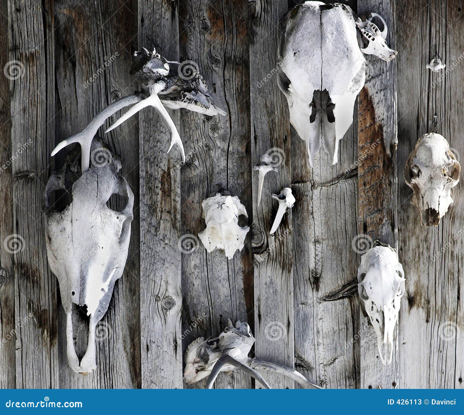 Skulls on the wall stock image. Image of fence, worn, wood 426113