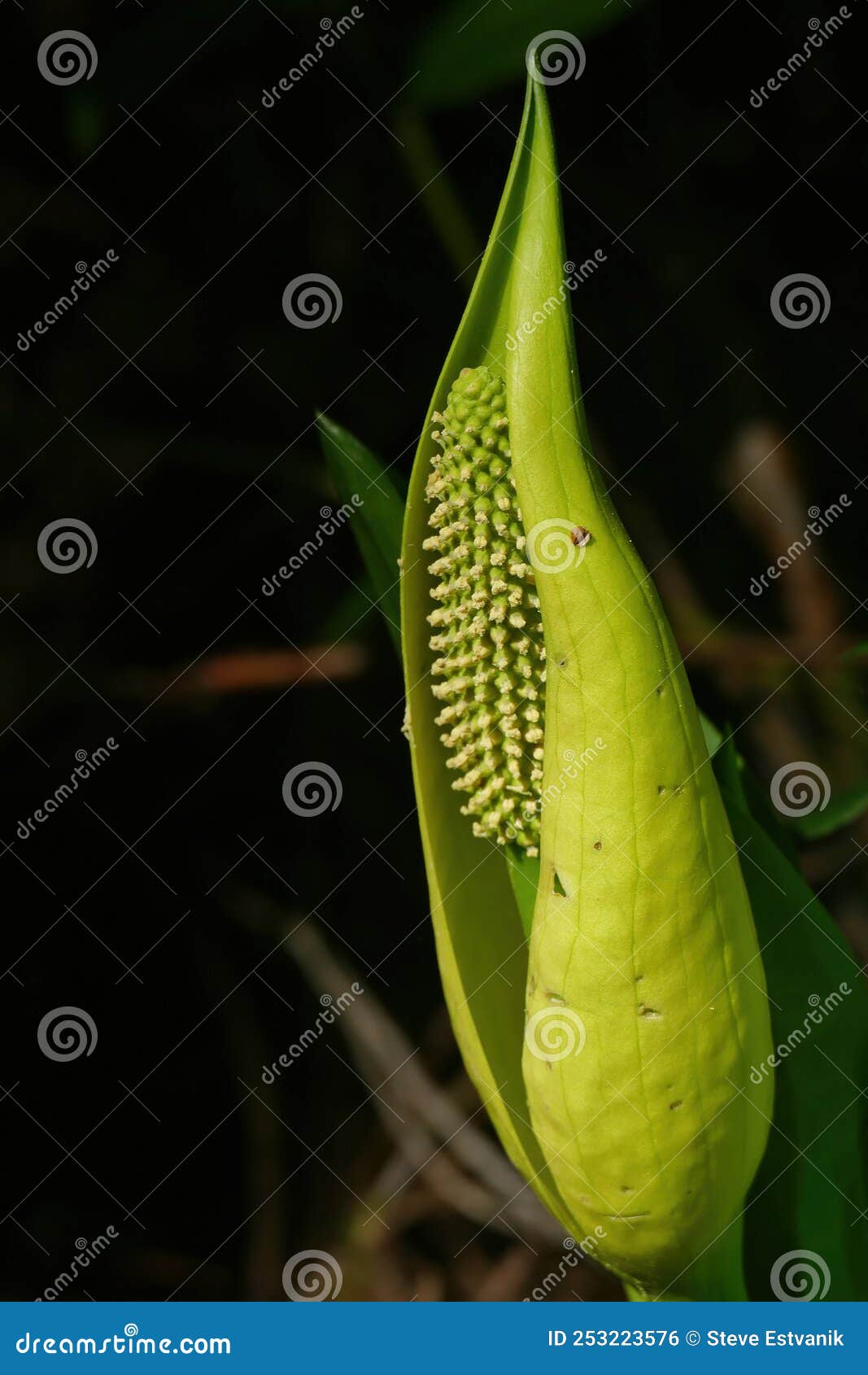 skunk cabbage symplocarpus foetidus flowering