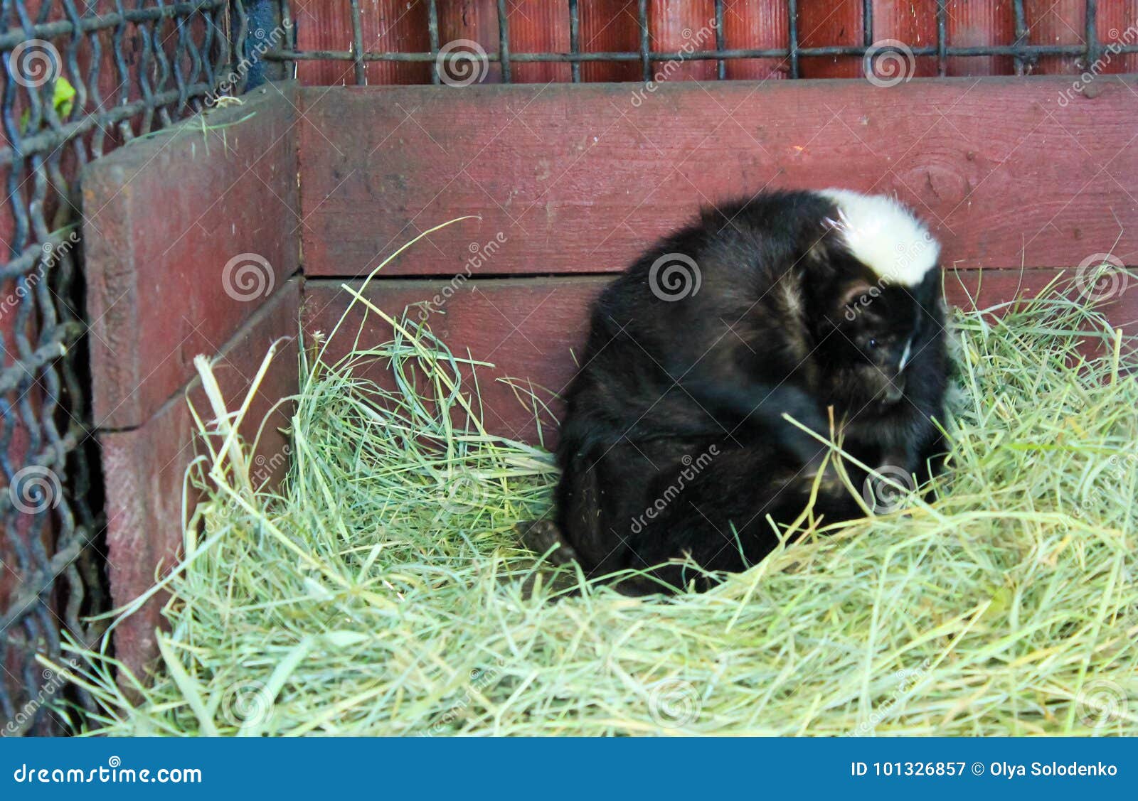 Skunk stock image. Image of cage, sitting, vertebrate 101326857