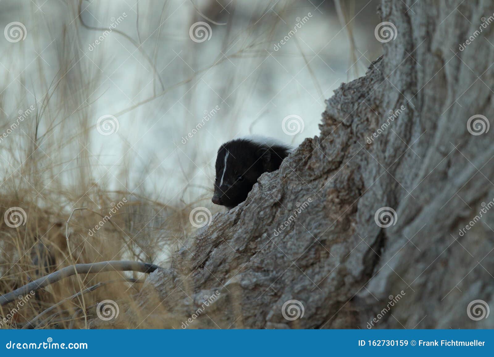 skunk & x28;mephitis mephitis& x29; bosque del apache wildlife reserve, new mexico,usa